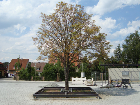 leidender Ahorn