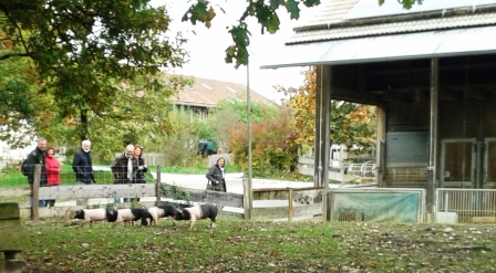 Schwein