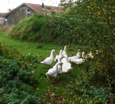 Gans
