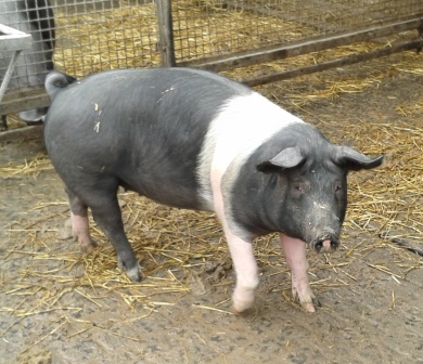 Schwein1